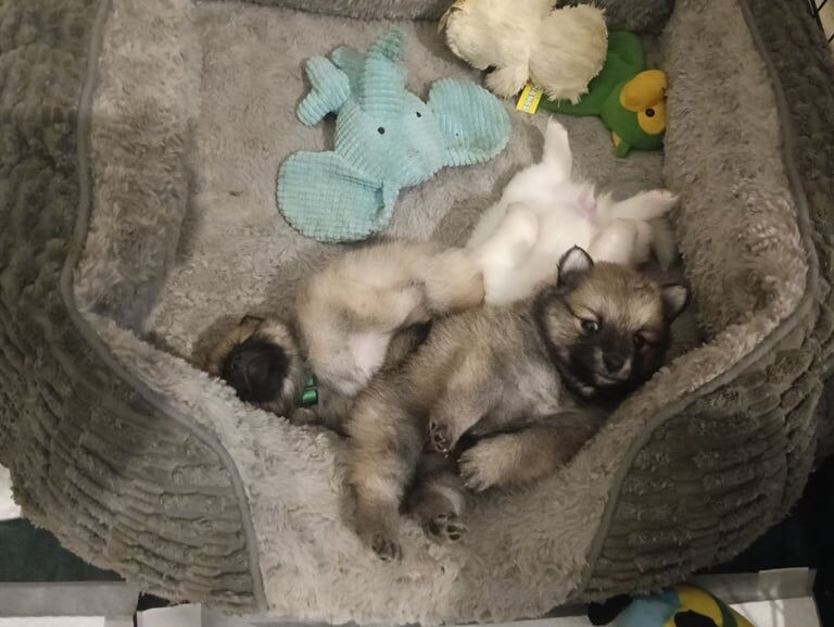 Pomeranian puppies for sale in Beeston, West Yorkshire – 8 weeks old