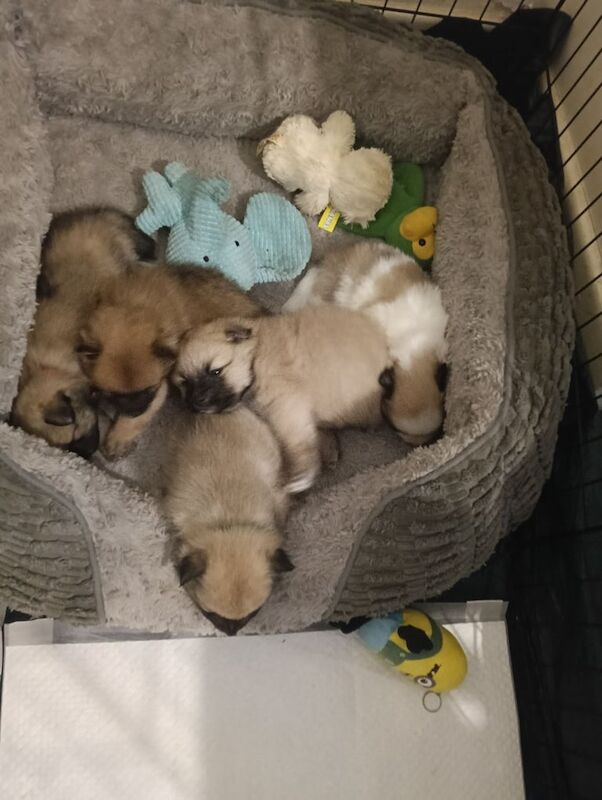 Pomeranian puppies for sale in Beeston, West Yorkshire – 8 weeks old - Image 2 of 3