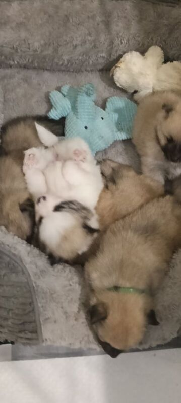 Pomeranian puppies for sale in Beeston, West Yorkshire – 8 weeks old - Image 3 of 3