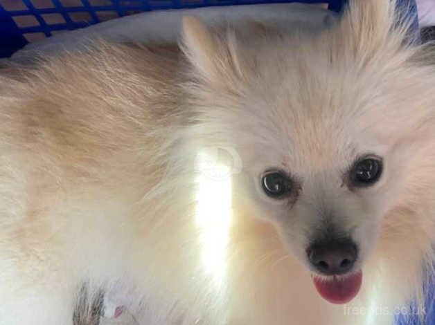 Gorgeous poms for sale in Manchester, Greater Manchester - Image 1