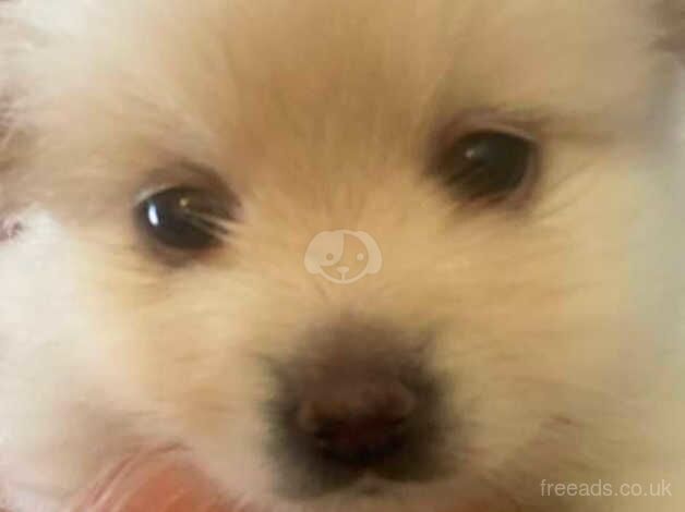 Pomeranian puppies for sale in Manchester, Greater Manchester – KC registered, 1 year old - Image 2 of 5