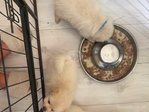 Pomeranian puppies for sale in Manchester, Greater Manchester – KC registered, 1 year old - Image 3 of 5
