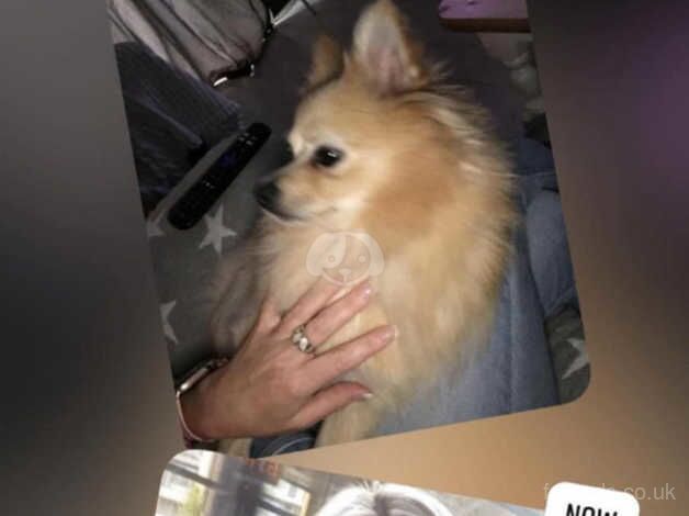 Pomeranian puppies for sale in Manchester, Greater Manchester – KC registered, 1 year old - Image 4 of 5