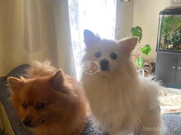 Pomeranian puppies for sale in Manchester, Greater Manchester – KC registered, 1 year old - Image 5 of 5