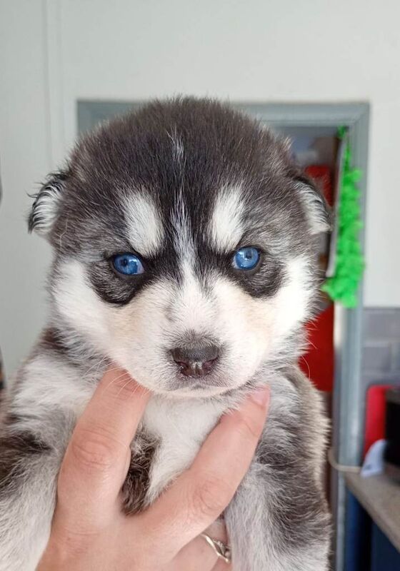 Gorgeous pomsky puppies available