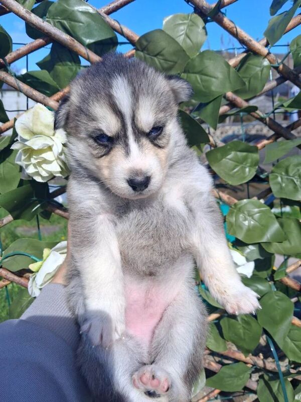 Gorgeous pomsky puppies available - Image 2 of 3