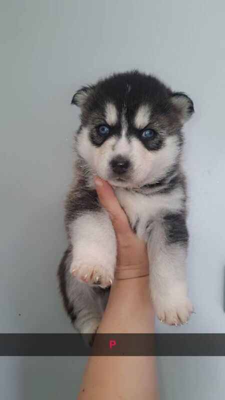 Gorgeous pomsky puppies available - Image 3 of 3