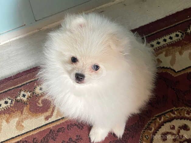 Gorgeous small fluff Pomeranian for sale in Ireland, Shetland Islands - Image 1