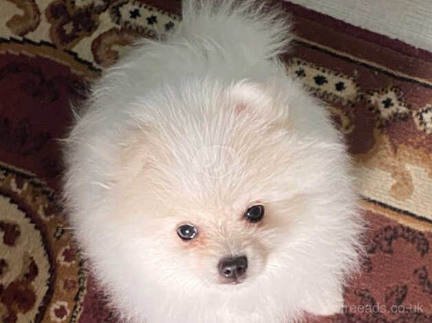 Gorgeous small fluff Pomeranian for sale in Ireland, Shetland Islands - Image 2
