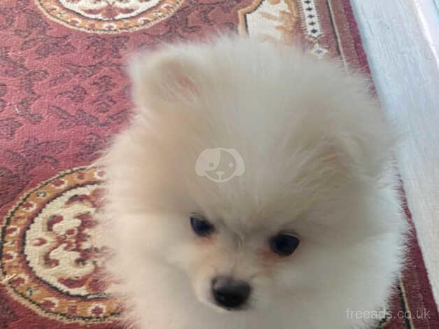 Gorgeous small fluff Pomeranian for sale in Ireland, Shetland Islands - Image 3
