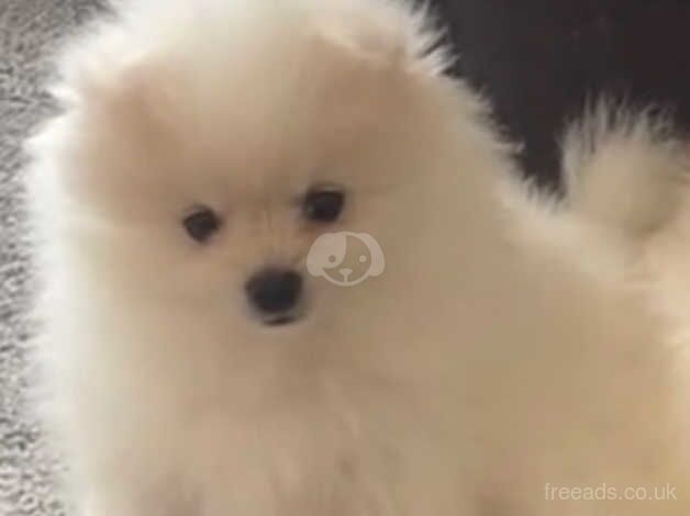 Gorgeous small fluff Pomeranian for sale in Ireland, Shetland Islands - Image 4