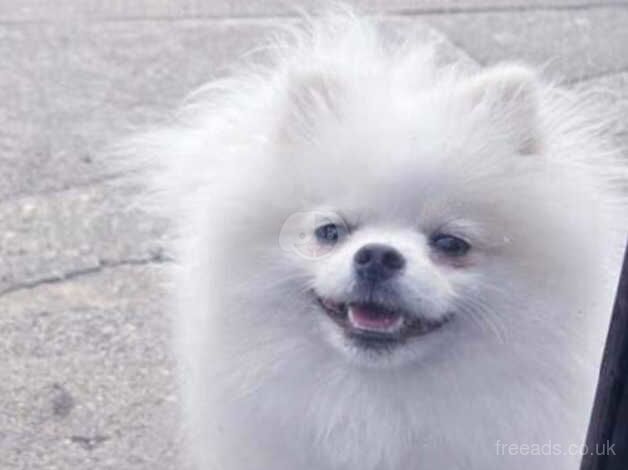 Gorgeous small fluff Pomeranian for sale in Ireland, Shetland Islands - Image 5