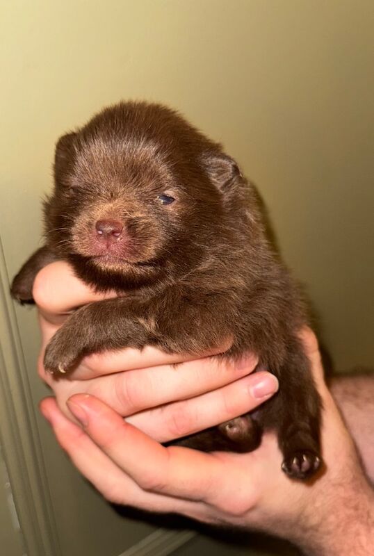 Pomeranian puppies for sale in Greater Manchester – 11 months old - Image 2 of 7