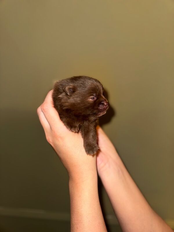 ✨ Gorgeous Teacup Pomeranian Puppies – Royal Russian Bloodlines ✨ for sale in Greater Manchester - Image 3