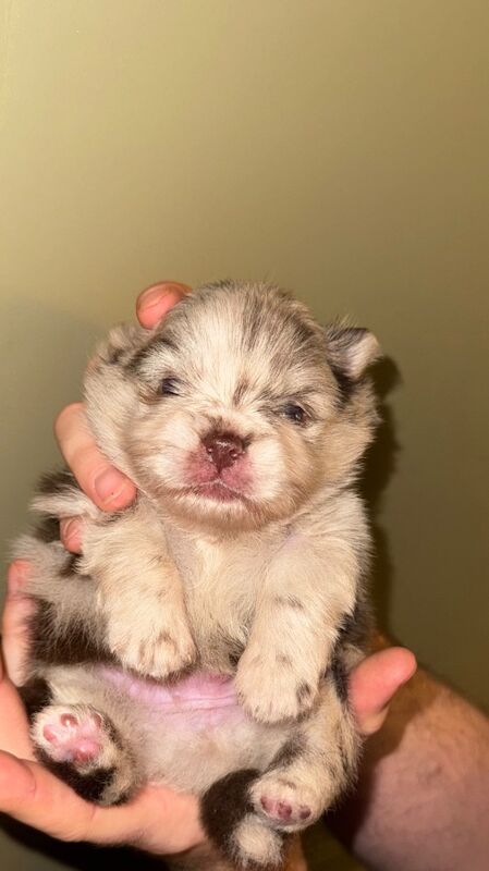 Pomeranian puppies for sale in Greater Manchester – 11 months old - Image 4 of 7