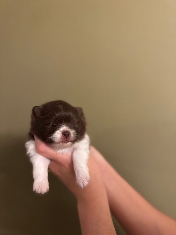 ✨ Gorgeous Teacup Pomeranian Puppies – Royal Russian Bloodlines ✨ for sale in Greater Manchester - Image 5