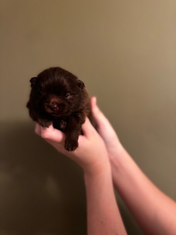 ✨ Gorgeous Teacup Pomeranian Puppies – Royal Russian Bloodlines ✨ for sale in Greater Manchester - Image 6