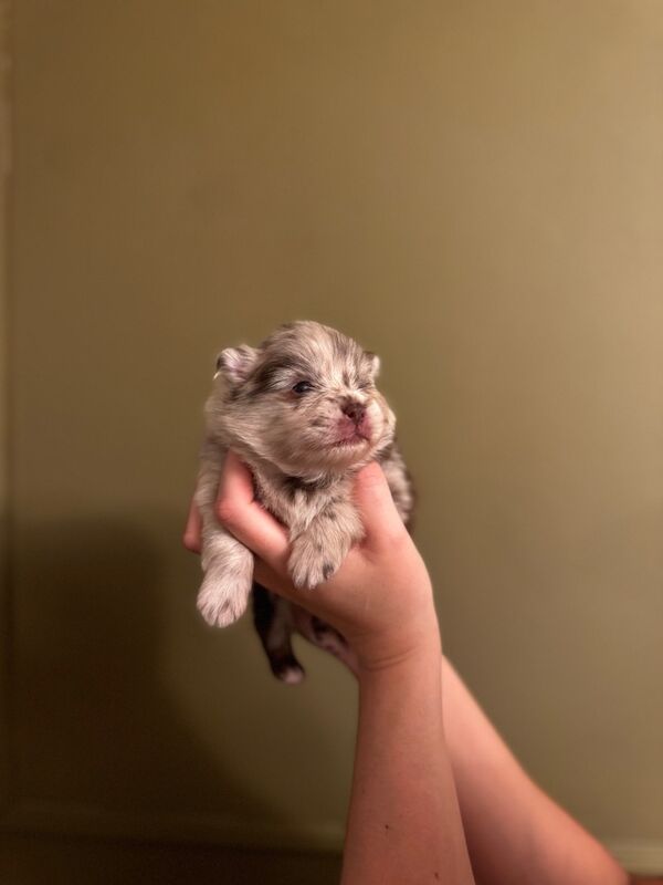 ✨ Gorgeous Teacup Pomeranian Puppies – Royal Russian Bloodlines ✨ for sale in Greater Manchester - Image 7