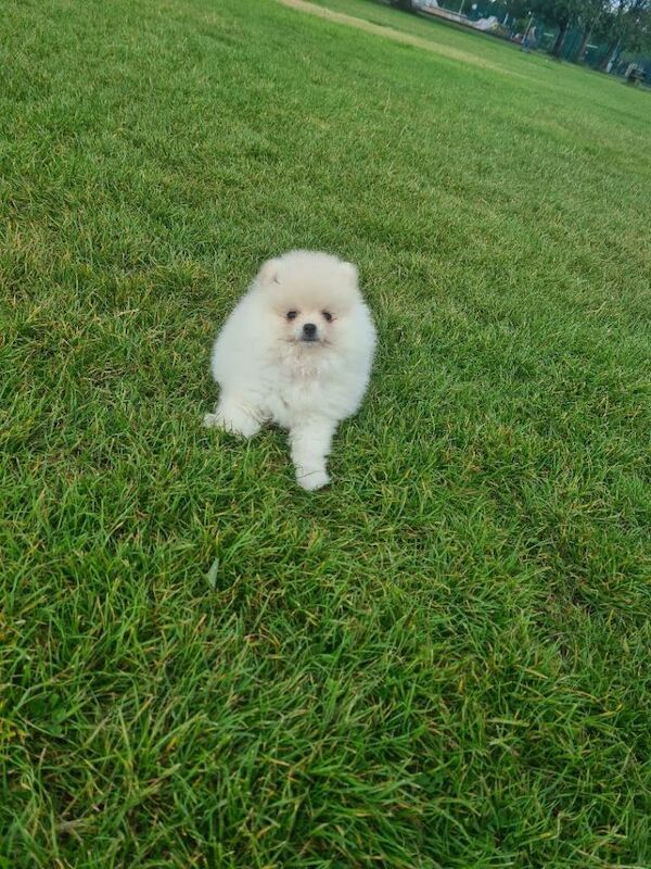 Gorgeous Teddy bear pomeranian puppies male - Image 3 of 5