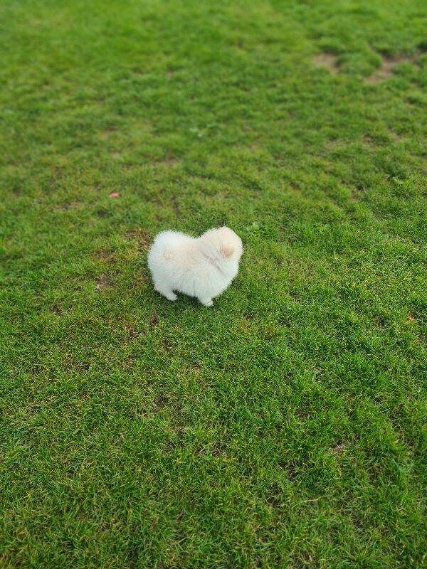 Gorgeous Teddy bear pomeranian puppies male - Image 4 of 5