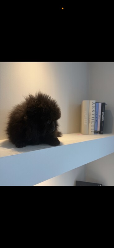 Pomeranian Puppies For Sale