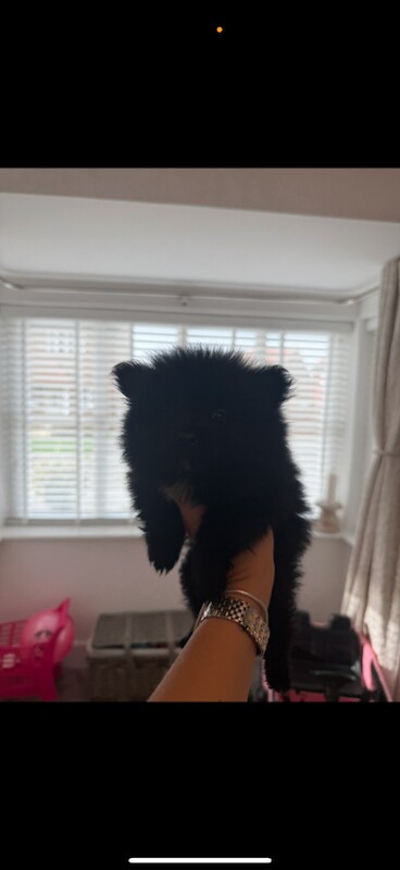 Pomeranian puppies for sale in Hailsham, East Sussex – 8 weeks old - Image 2 of 4