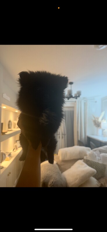 Pomeranian puppies for sale in Hailsham, East Sussex – 8 weeks old - Image 3 of 4