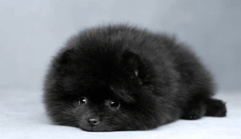 Pomeranian puppies for sale in Hailsham, East Sussex – 8 weeks old - Image 4 of 4
