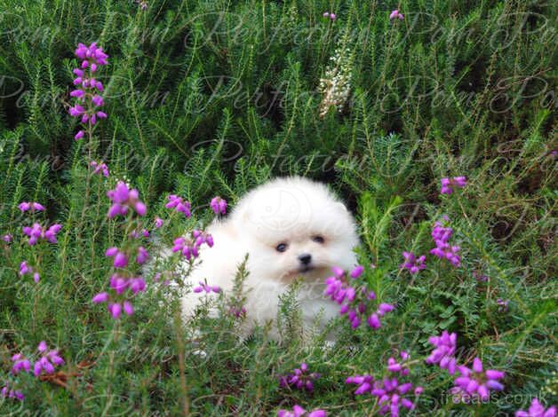 Pomeranian puppies for sale in Cumnock, East Ayrshire – 1 year old - Image 1 of 5