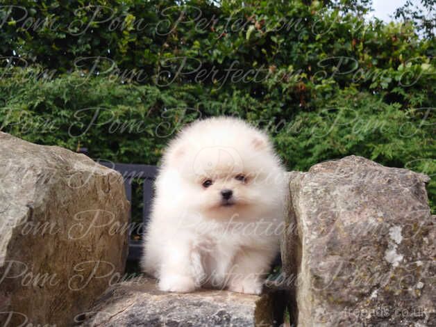 Pomeranian puppies for sale in Cumnock, East Ayrshire – 1 year old - Image 2 of 5