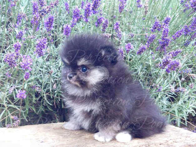 Pomeranian puppies for sale in Cumnock, East Ayrshire – 1 year old - Image 3 of 5