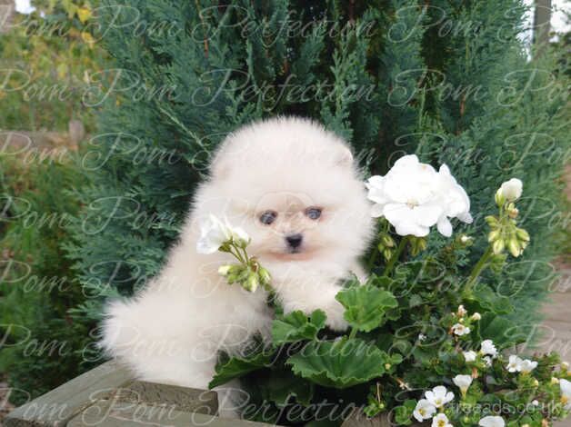 Pomeranian puppies for sale in Cumnock, East Ayrshire – 1 year old - Image 5 of 5