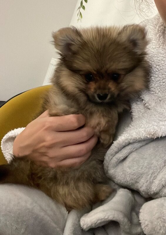 Handsome Miniature Pom Boy - Image 4 of 14