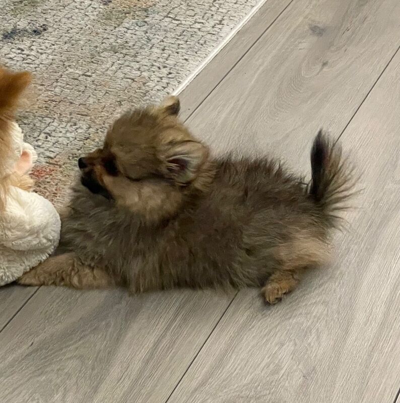 Handsome Miniature Pom Boy - Image 6 of 14