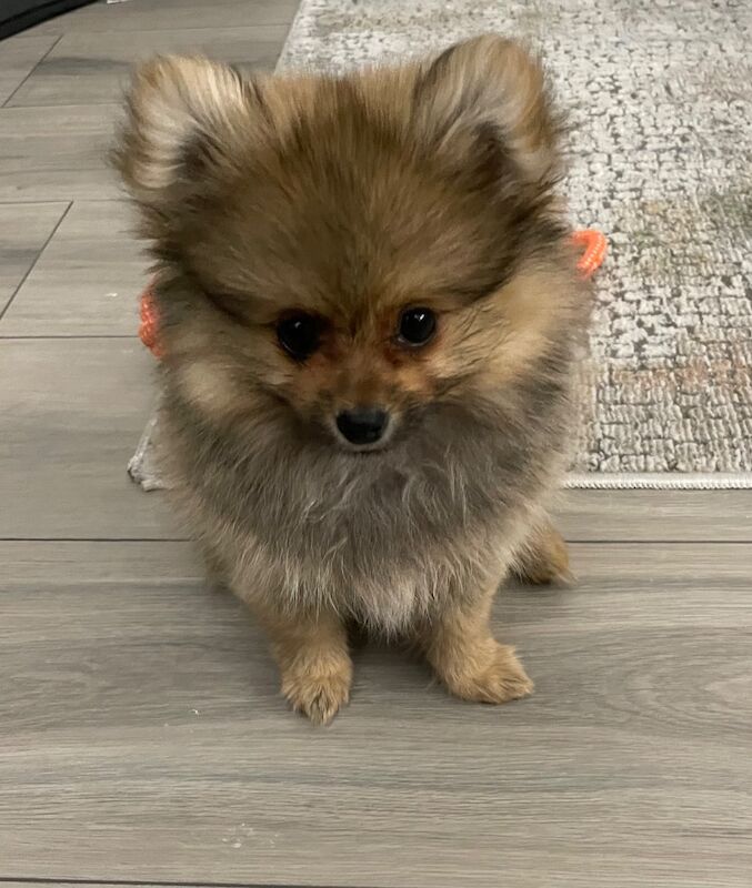 Handsome Miniature Pom Boy - Image 9 of 14