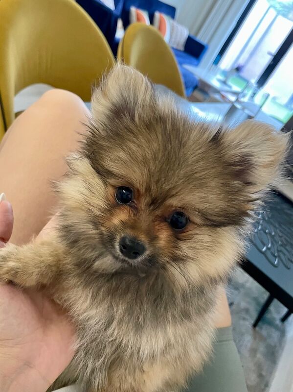 Handsome Miniature Pom Boy - Image 10 of 14