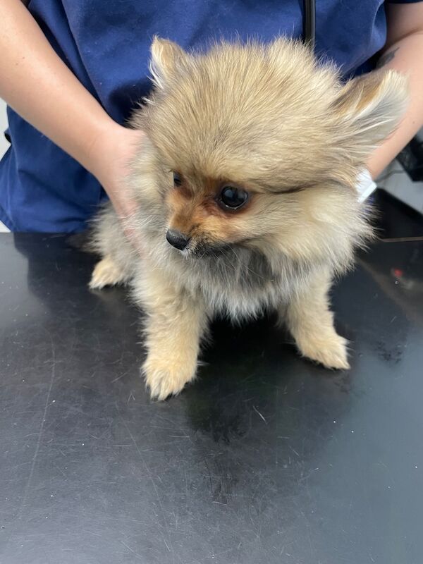 Handsome Miniature Pom Boy - Image 12 of 14