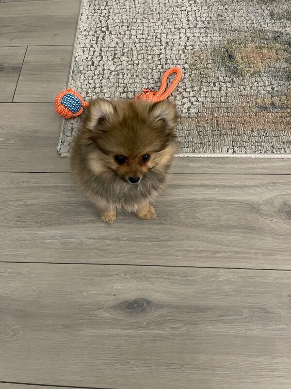 Handsome Miniature Pom Boy - Image 13 of 14