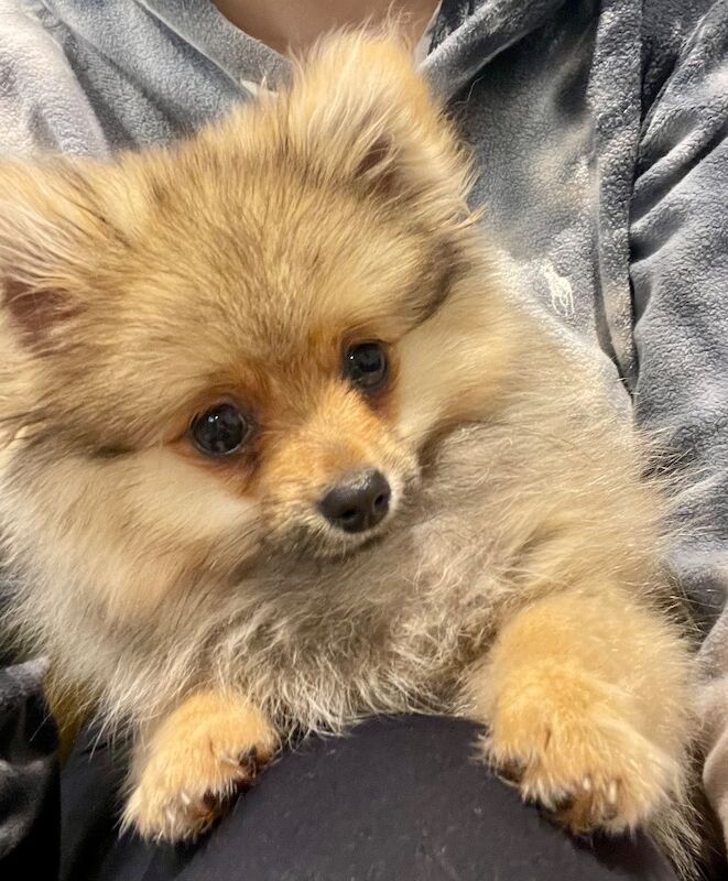 Handsome Miniature Pom Boy