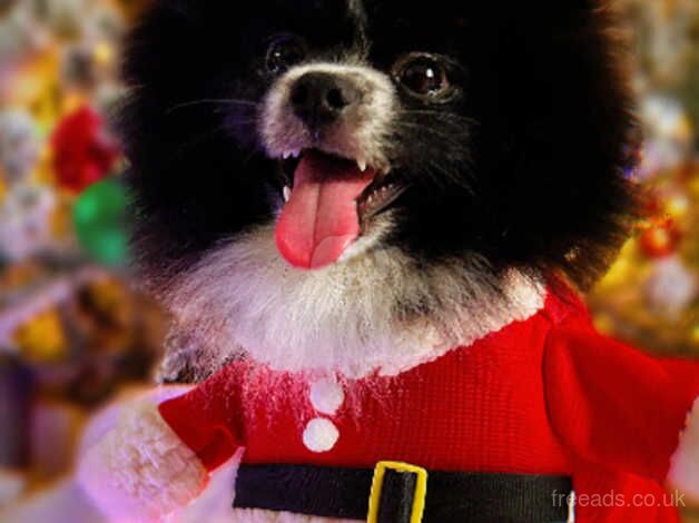 Happy, loving dog to be rehomed for sale in New Ferry, Antrim - Image 1
