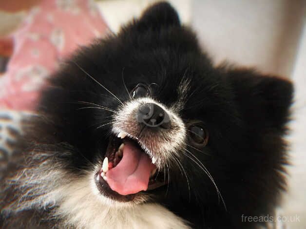 Pomeranian puppies for sale in New Ferry, Merseyside – 2 years old - Image 2 of 5