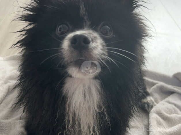 Pomeranian puppies for sale in New Ferry, Merseyside – 2 years old - Image 3 of 5