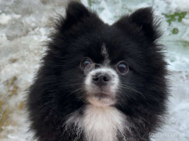 Pomeranian puppies for sale in New Ferry, Merseyside – 2 years old - Image 4 of 5