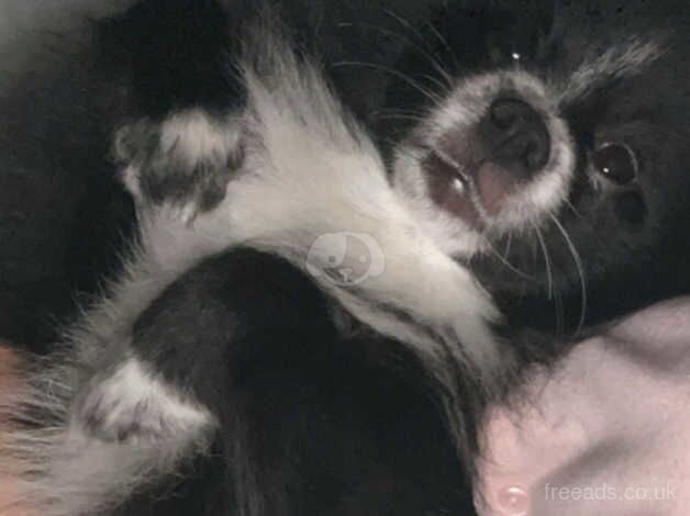 Pomeranian puppies for sale in New Ferry, Merseyside – 2 years old - Image 5 of 5