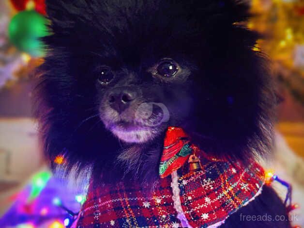 Pomeranian puppies for sale in New Ferry, Merseyside – 2 years old - Image 1 of 5