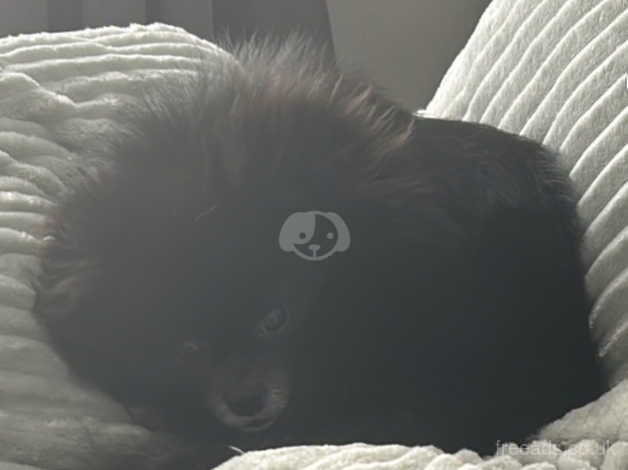 Pomeranian puppies for sale in New Ferry, Merseyside – 2 years old - Image 4 of 5