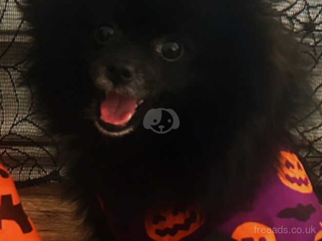 Pomeranian puppies for sale in New Ferry, Merseyside – 2 years old - Image 5 of 5