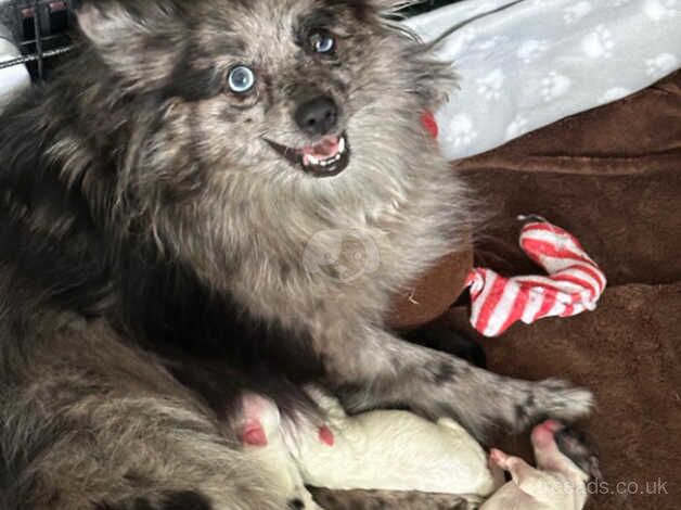 Pomeranian puppies for sale in Southampton, Hampshire – 1 year old - Image 2 of 5