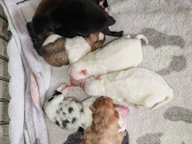 Pomeranian puppies for sale in Southampton, Hampshire – 1 year old - Image 3 of 5