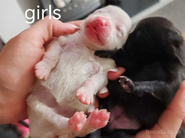 Pomeranian puppies for sale in Southampton, Hampshire – 1 year old - Image 4 of 5